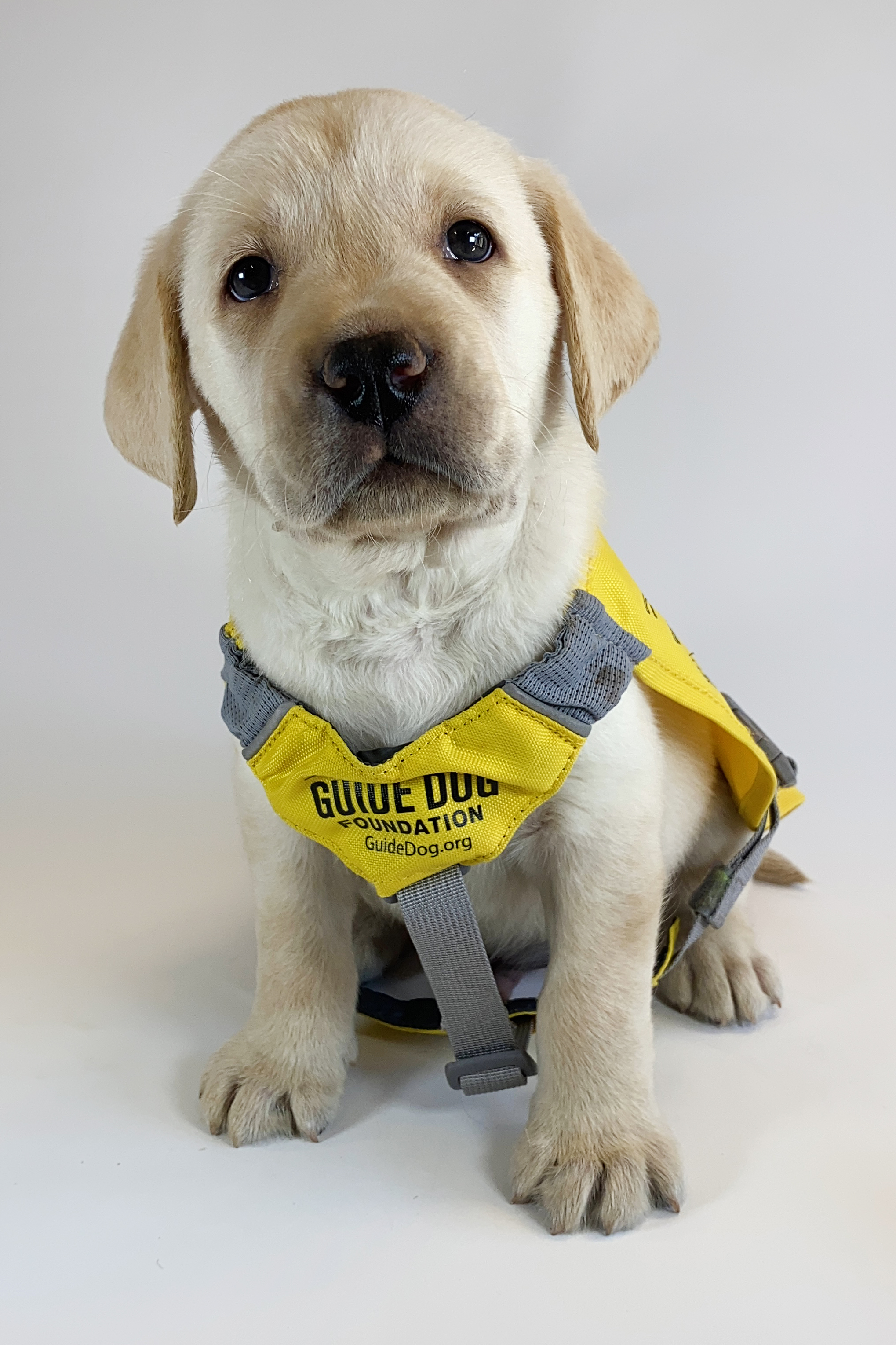 AHEPA Service Dog for Warriors